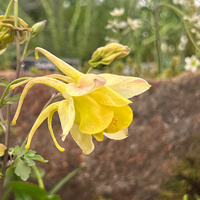 Aquilegia chrysantha 'Yellow Queen'